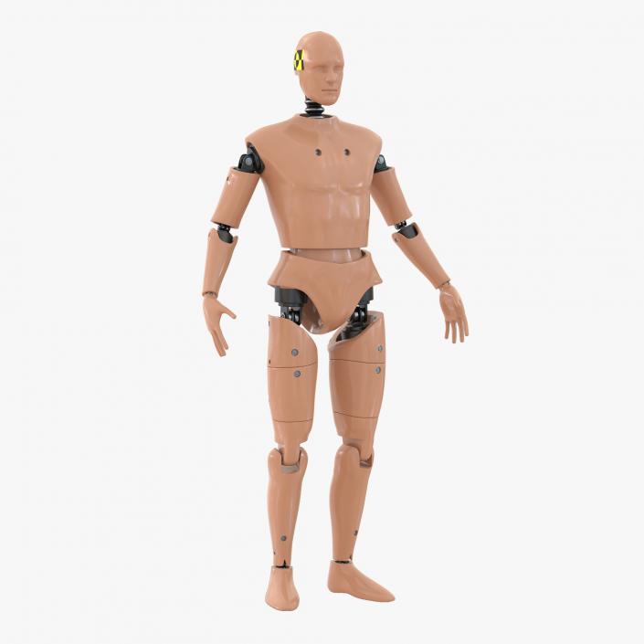 3D Male Crash Test Dummy Rigged model