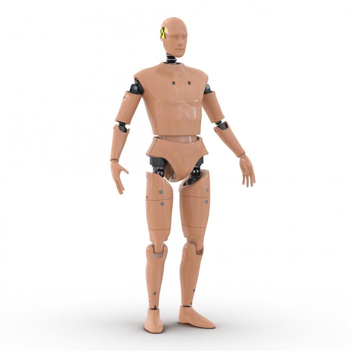 3D Male Crash Test Dummy Rigged model