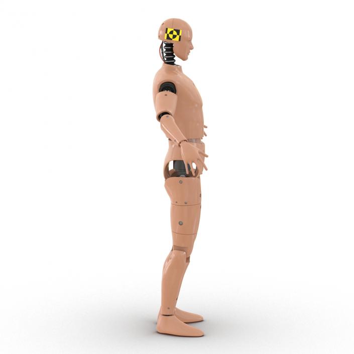 3D Male Crash Test Dummy Rigged model