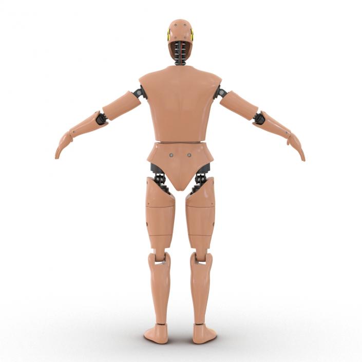 3D Male Crash Test Dummy Rigged model