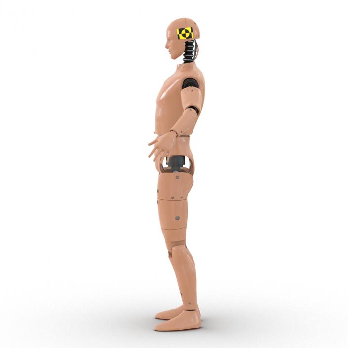 3D Male Crash Test Dummy Rigged model