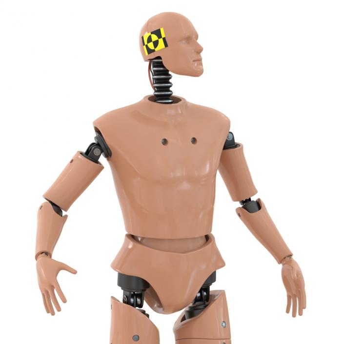 3D Male Crash Test Dummy Rigged model