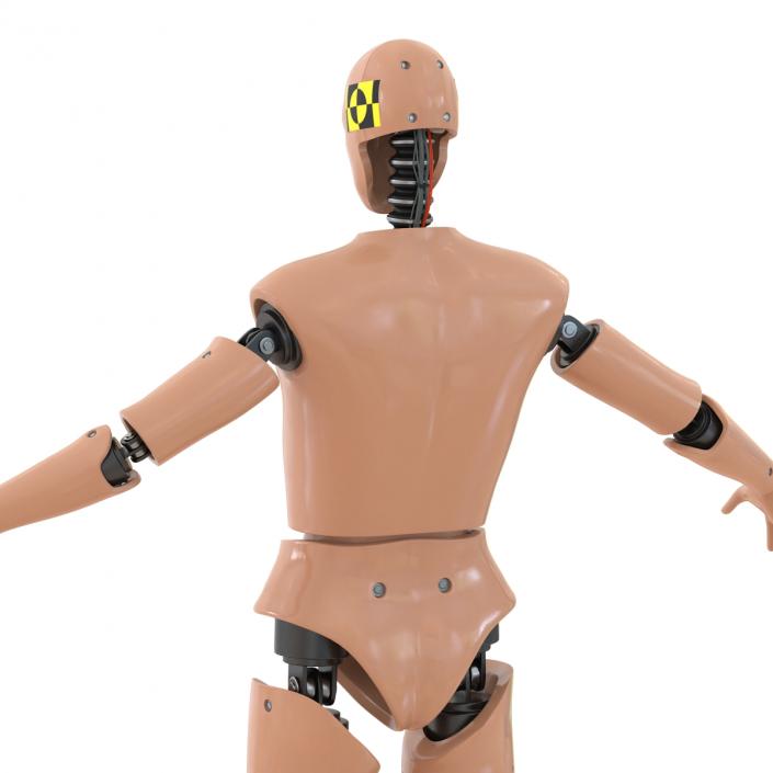 3D Male Crash Test Dummy Rigged model