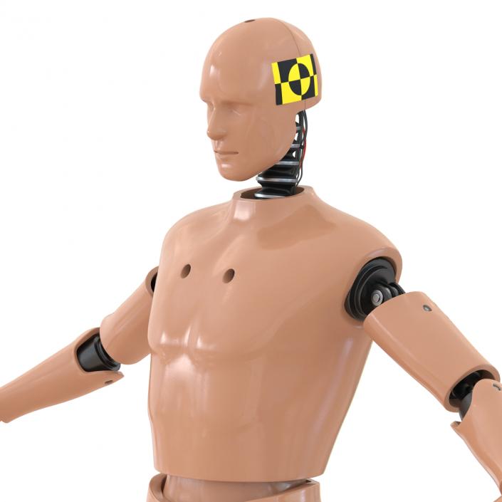 3D Male Crash Test Dummy Rigged model