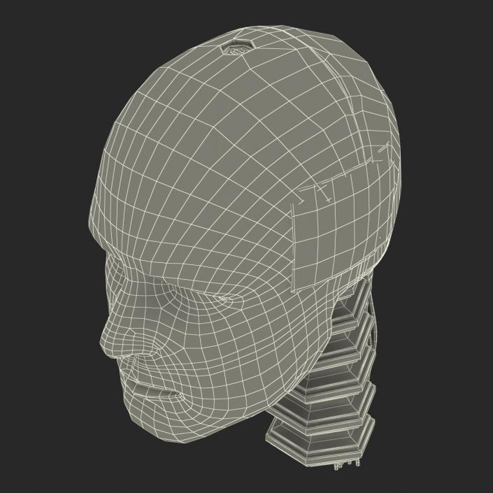 3D Male Crash Test Dummy Head