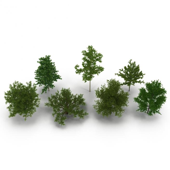 3D Summer Trees Collection model