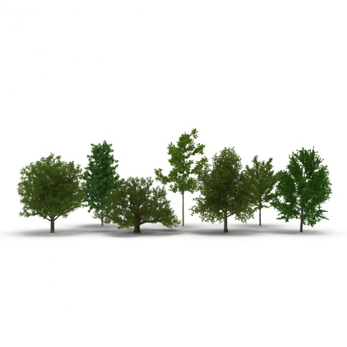 3D Summer Trees Collection model