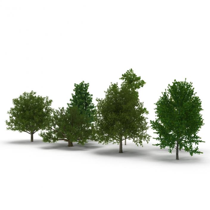 3D Summer Trees Collection model