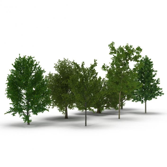 3D Summer Trees Collection model