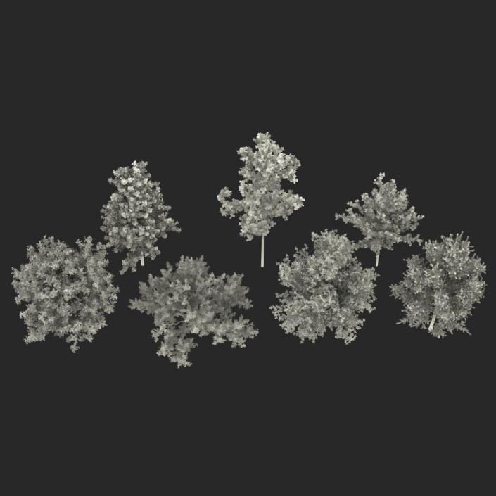 3D Summer Trees Collection model