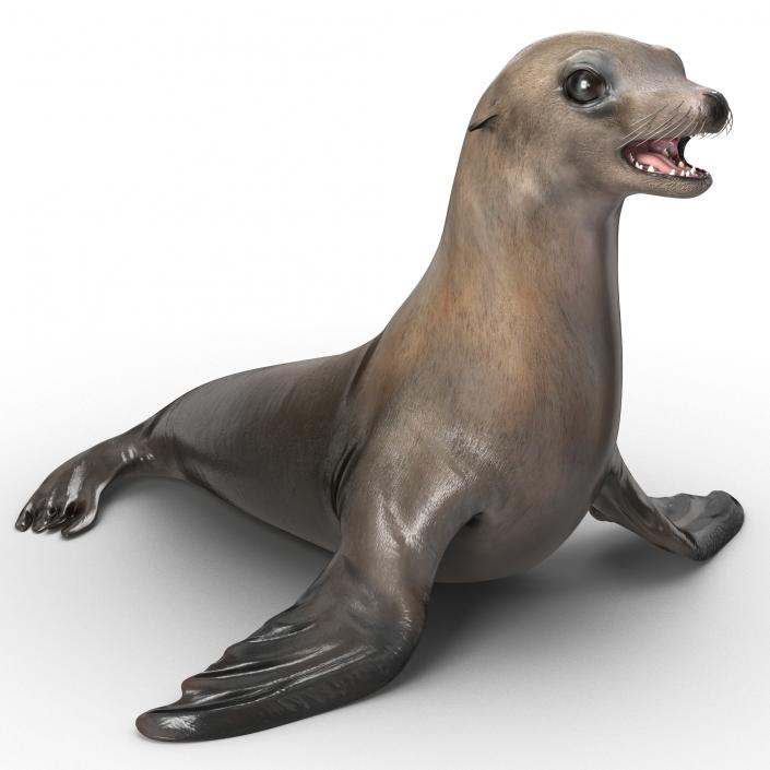 3D model Sea Lion