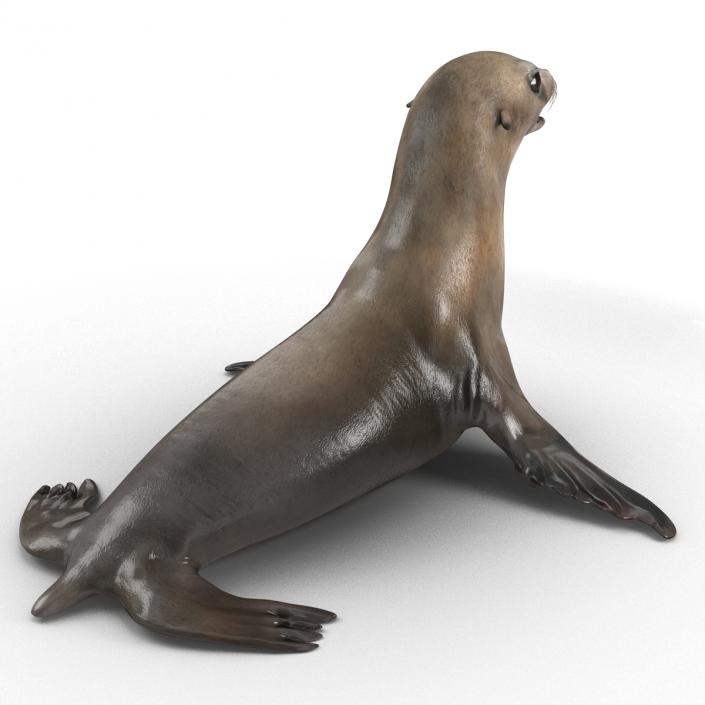 3D model Sea Lion