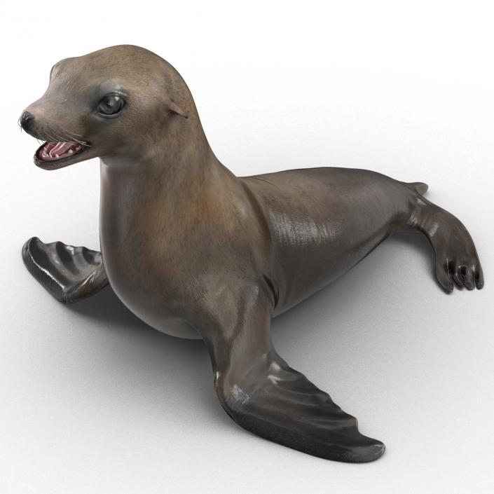 3D model Sea Lion