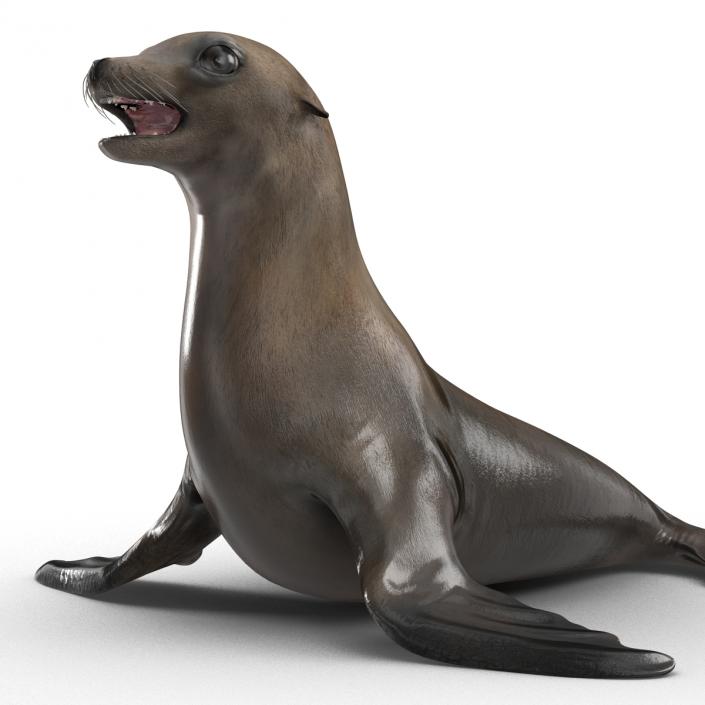 3D model Sea Lion