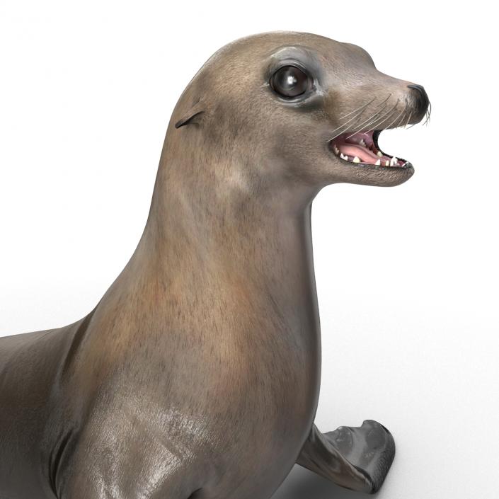 3D model Sea Lion