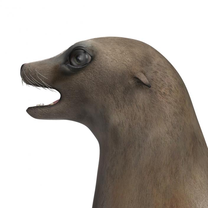 3D model Sea Lion