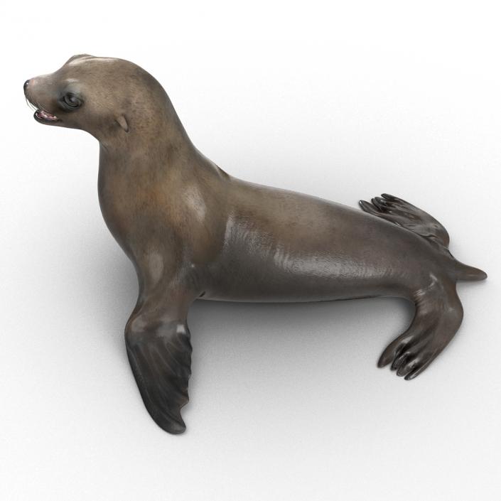 3D model Sea Lion