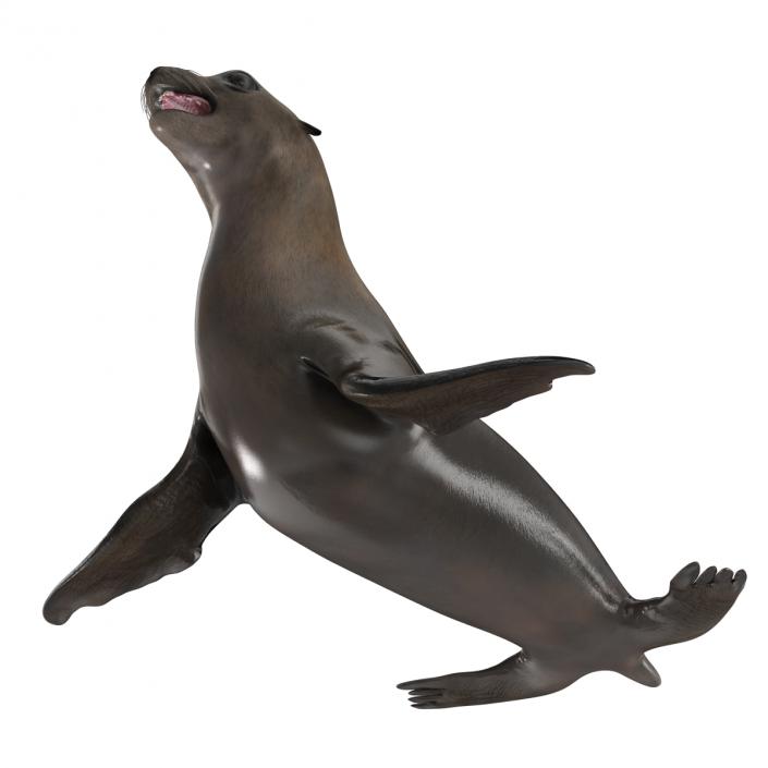 3D model Sea Lion