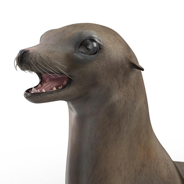 3D model Sea Lion