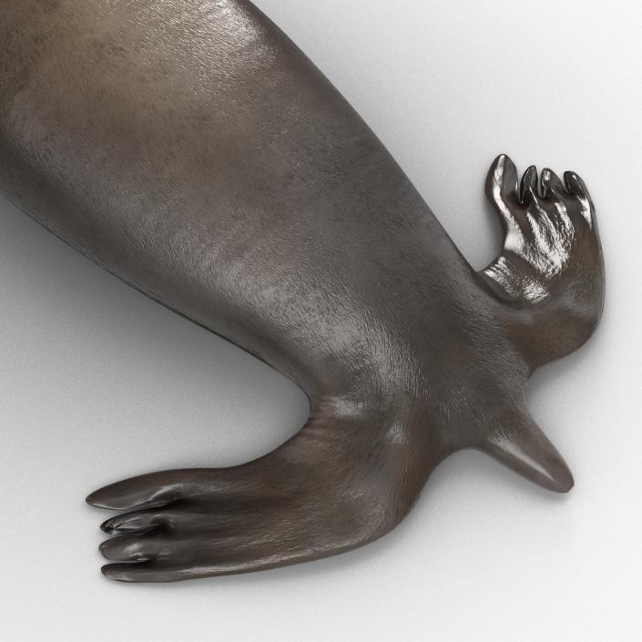 3D model Sea Lion