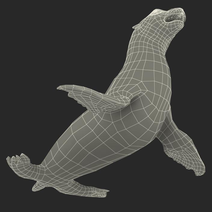 3D model Sea Lion