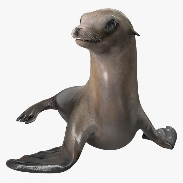 3D model Sea Lion Pose 2