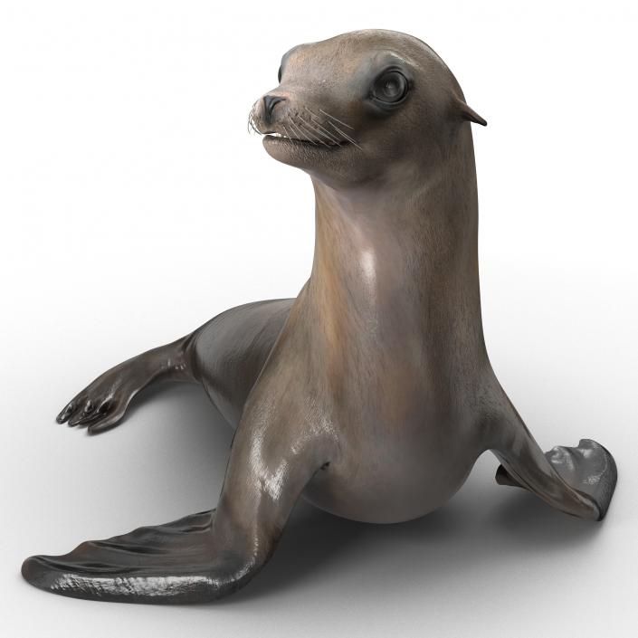 3D model Sea Lion Pose 2