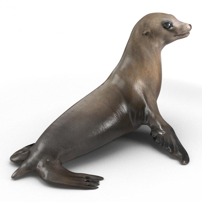 3D model Sea Lion Pose 2