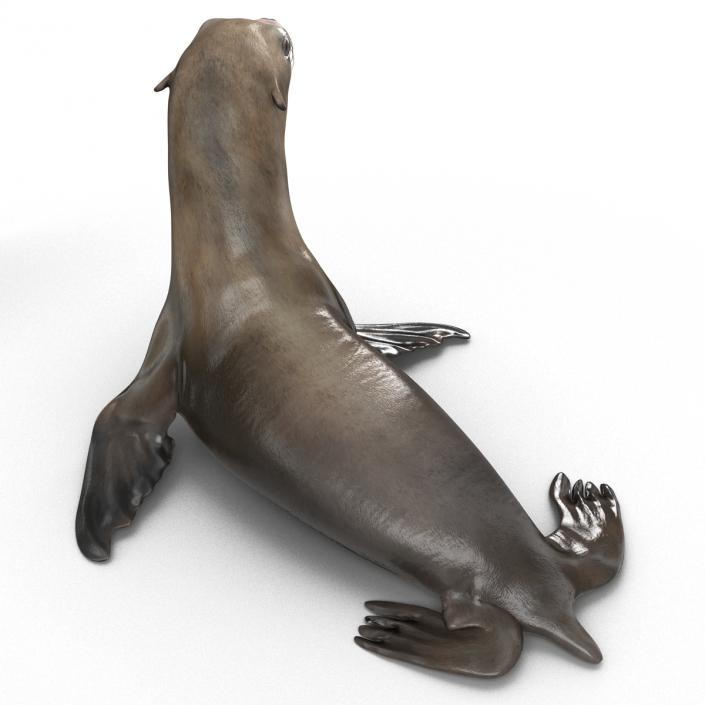 3D model Sea Lion Pose 2