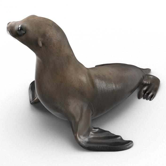 3D model Sea Lion Pose 2