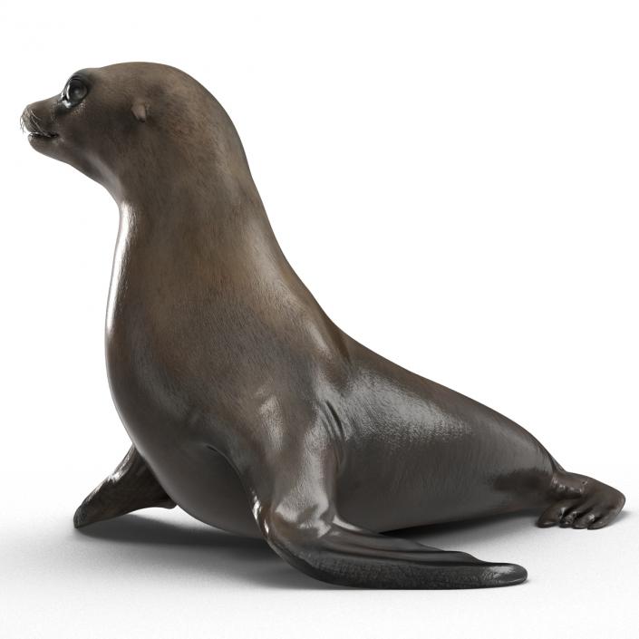 3D model Sea Lion Pose 2