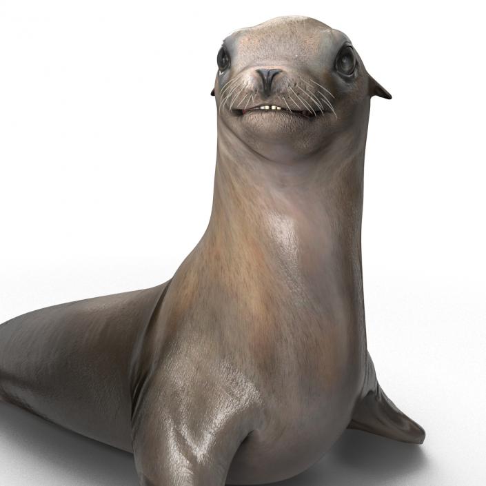 3D model Sea Lion Pose 2