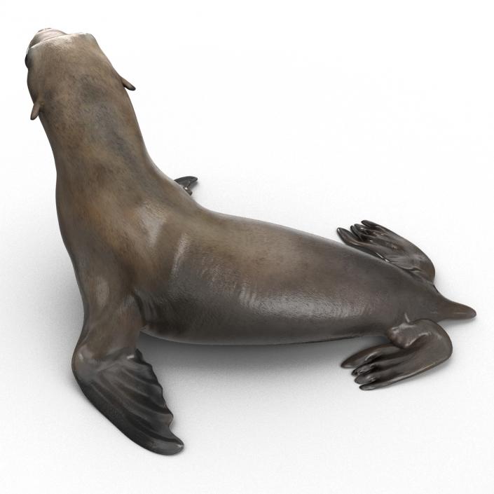 3D model Sea Lion Pose 2