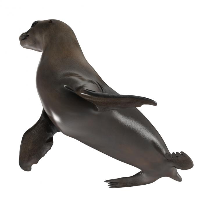 3D model Sea Lion Pose 2