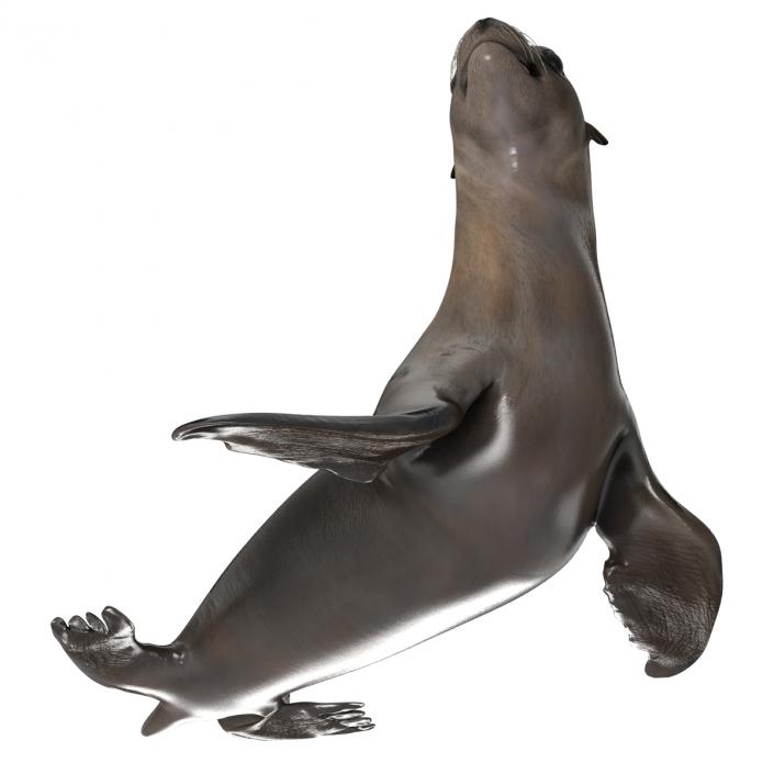 3D model Sea Lion Pose 2