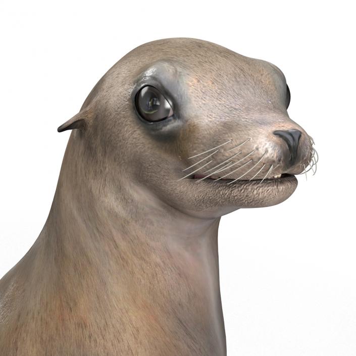 3D model Sea Lion Pose 2