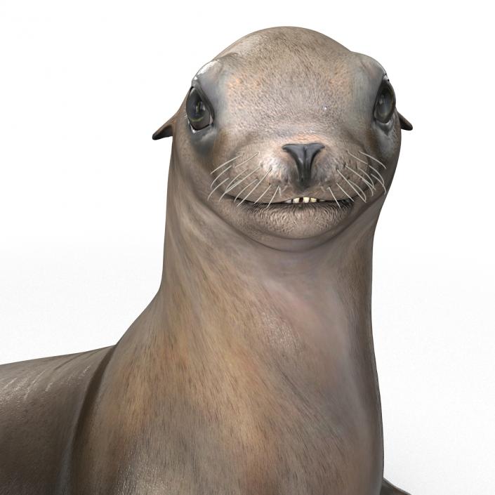 3D model Sea Lion Pose 2