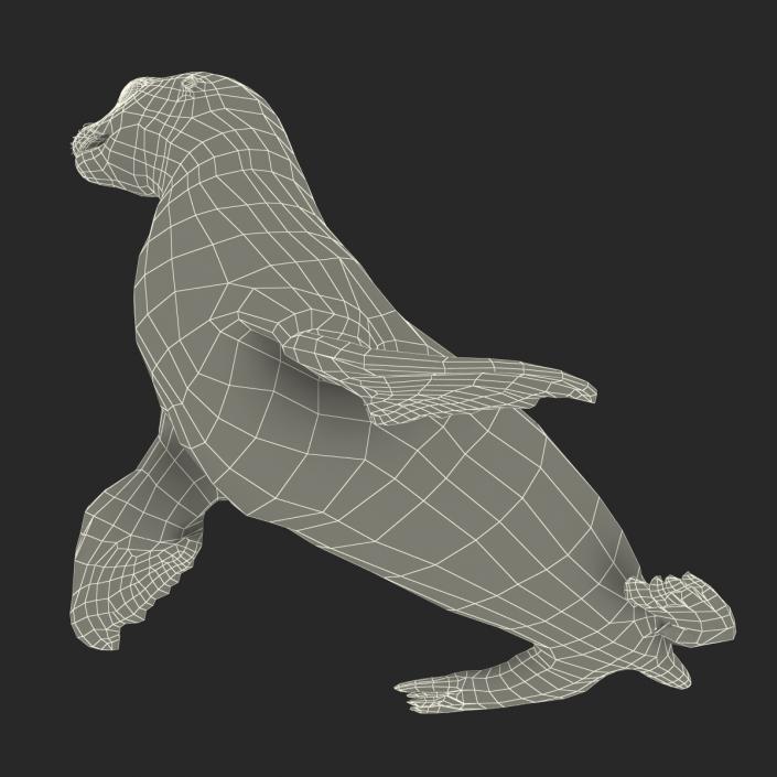 3D model Sea Lion Pose 2