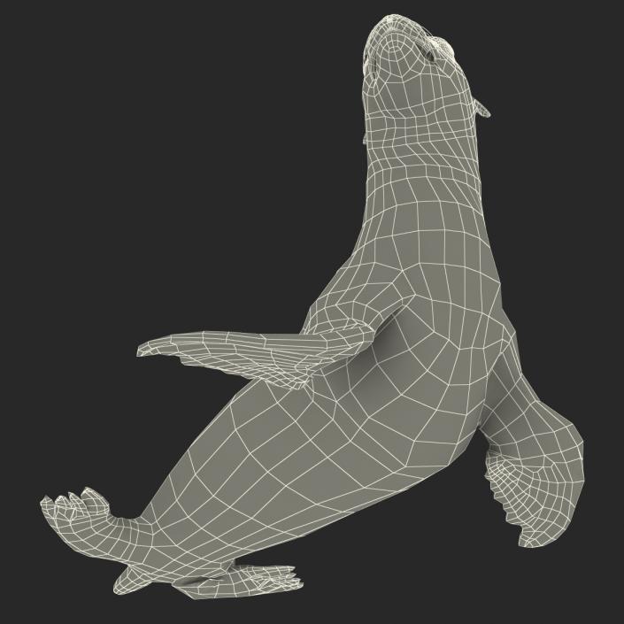 3D model Sea Lion Pose 2