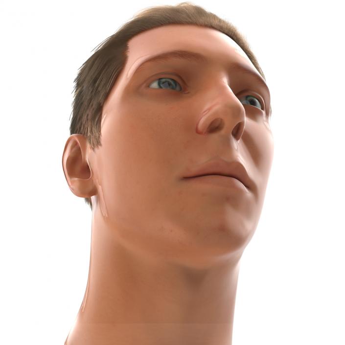 3D Male Head Rigged 2 model