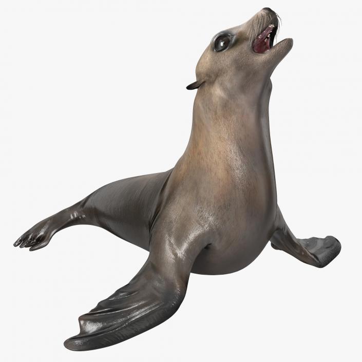 3D model Sea Lion Rigged