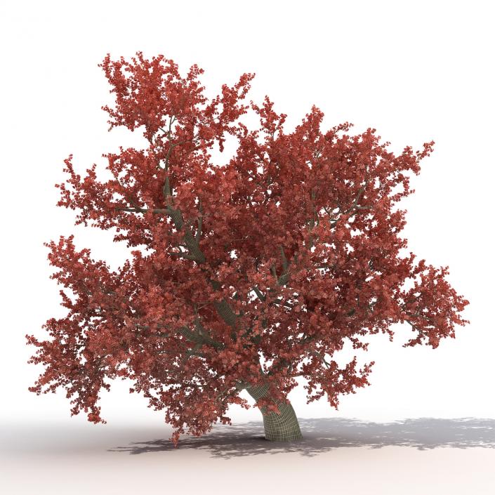 3D model Old Red Maple Tree Autumn