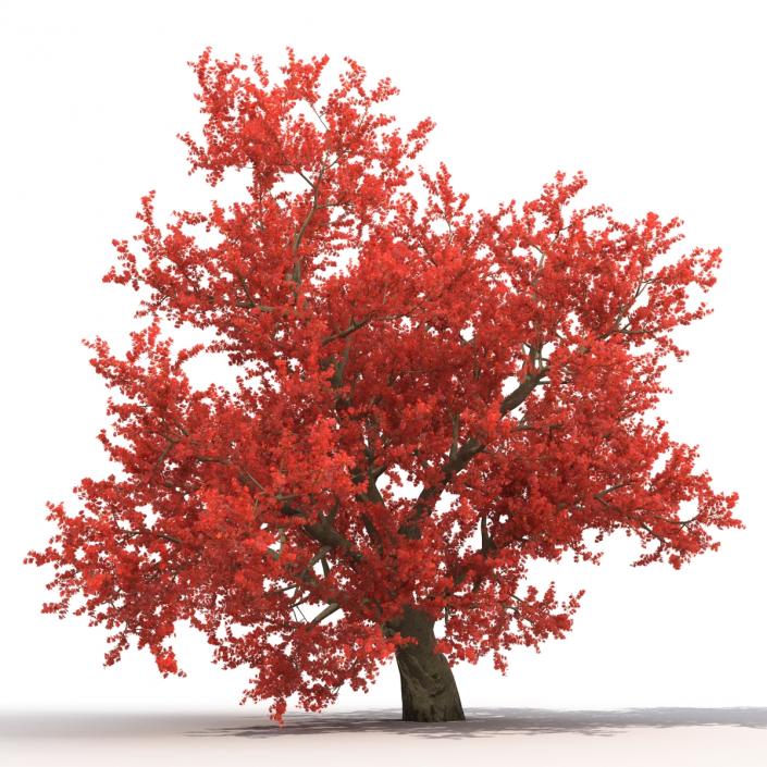 3D model Old Red Maple Tree Autumn