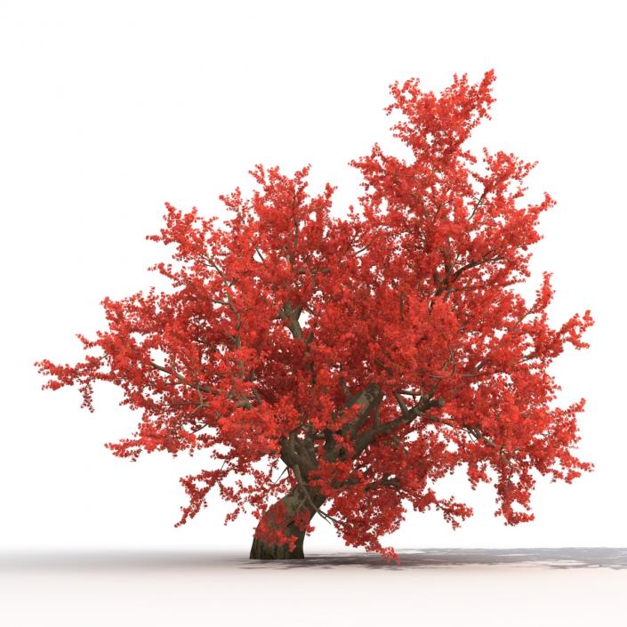 3D model Old Red Maple Tree Autumn