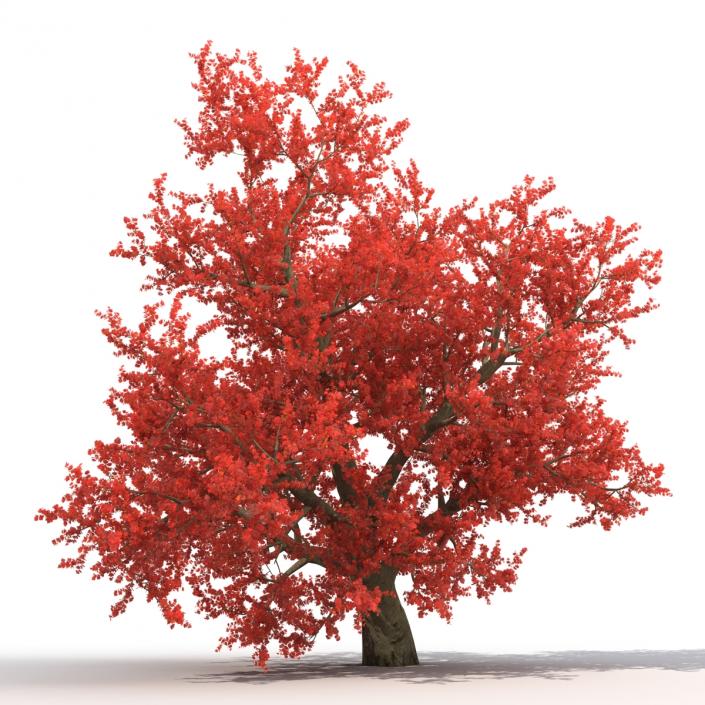 3D model Old Red Maple Tree Autumn