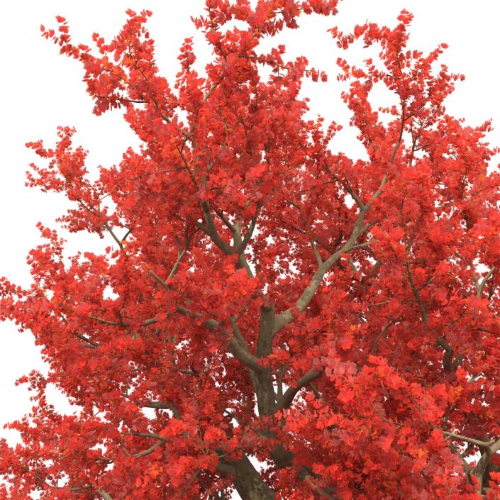 3D model Old Red Maple Tree Autumn