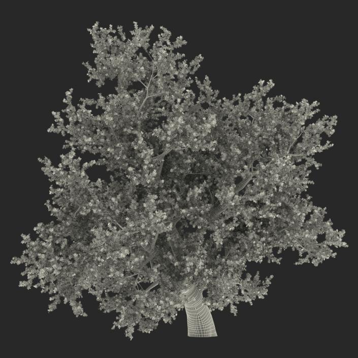 3D model Old Red Maple Tree Autumn