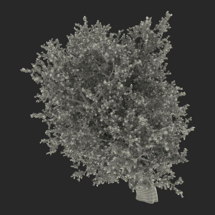 3D model Old Red Maple Tree Autumn