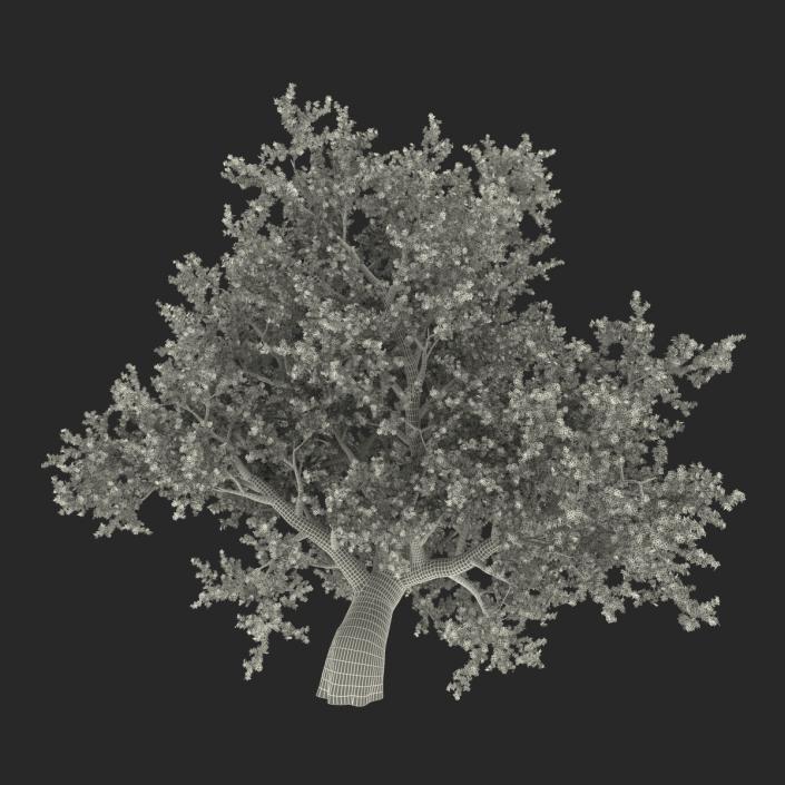 3D model Old Red Maple Tree Autumn