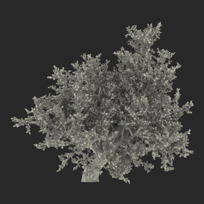 3D model Old Red Maple Tree Autumn